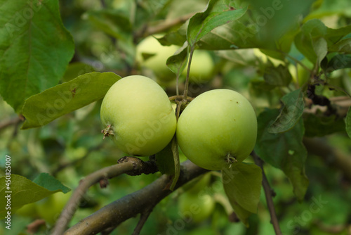 Ripening apples on the branches of an apple tree. Photos from the summer orchard