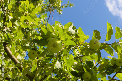 Apple trees with branches full of ripening fruits. Photos from summer orchard.