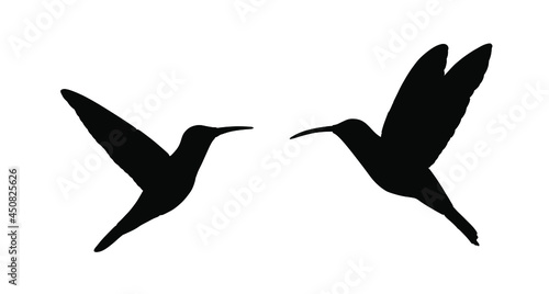 Couple in love hummingbird vector silhouette illustration isolated on white background. Tropical little bird colibri symbol.Smallest bird family.