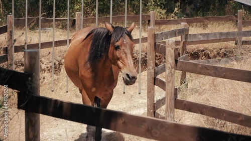 Andalusian horses and black Hannoverian horse slowly walking in a horse walker. photo