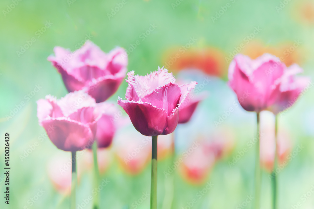 Obraz premium Pink Tulips on bright background.