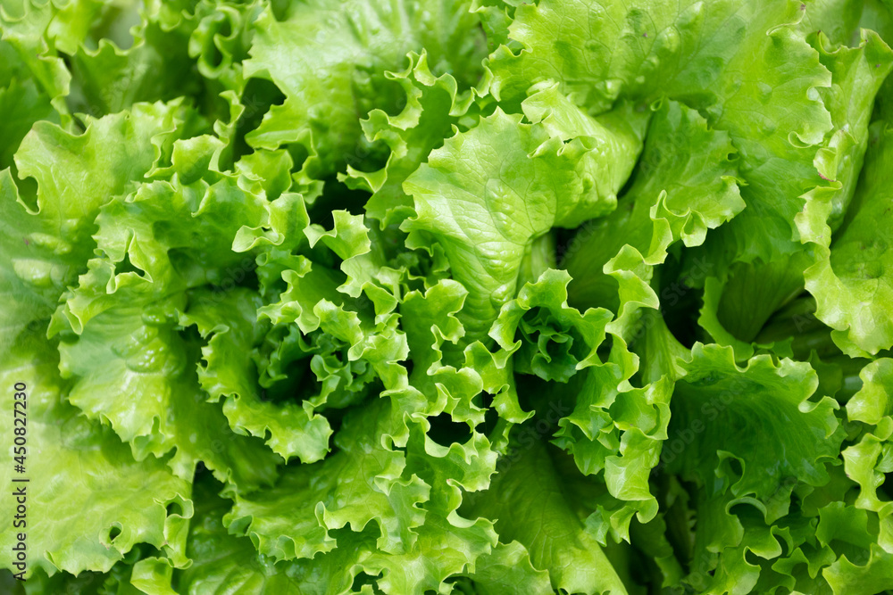 fresh lettuce leaves background. Salad mix leaves pattern fresh lettuce leaves background. Salad mix leaves pattern
