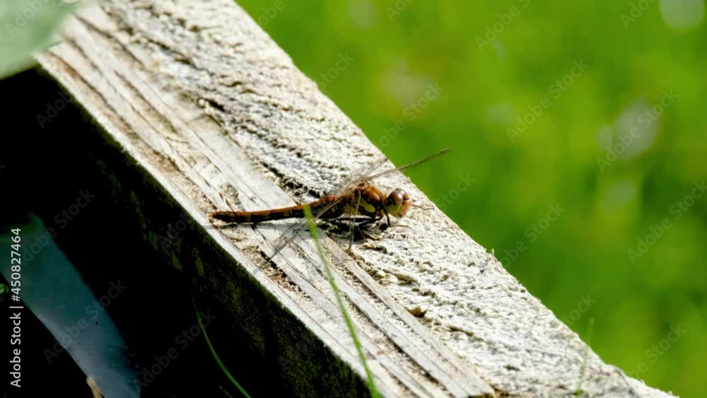 Close up of Common Darter dragonfly - sympetrum striolatum - in County Donegal - Ireland. Close up of Common Darter dragonfly - sympetrum striolatum - in County Donegal - Ireland.
