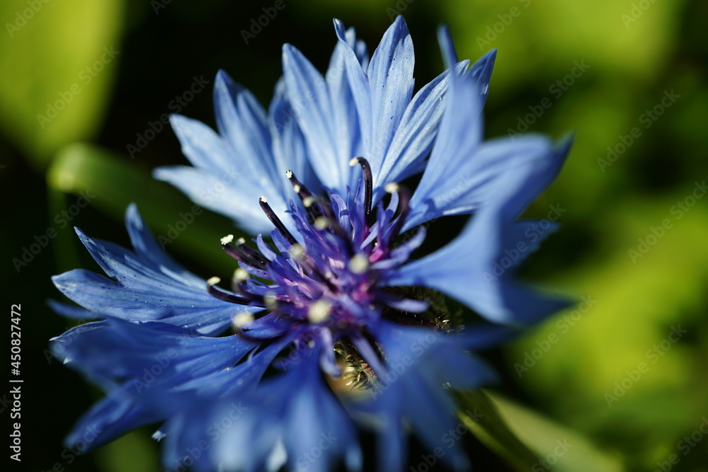 Obraz premium Macro Flower
