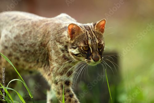 The leopard cat (Prionailurus bengalensis), in this case the northernmost living (Prionailurus bengalensis euptilurus), portrait of an adult cat with a green background. photo