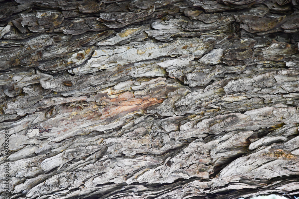 Tree bark texture background Tree bark texture background