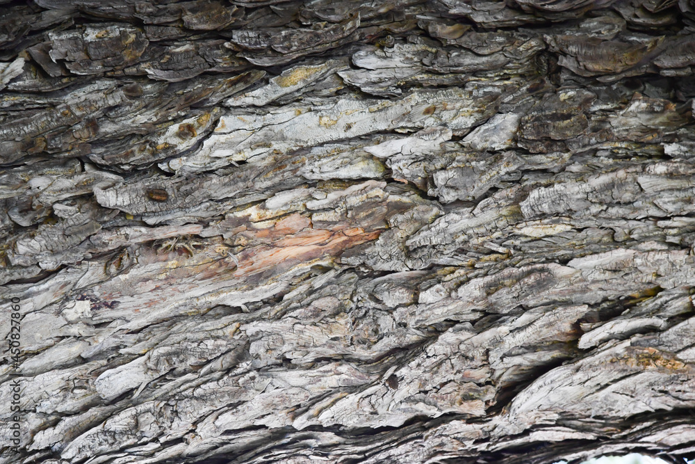 Tree bark texture background