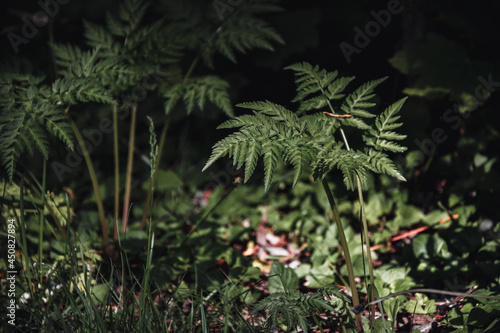 Photo of a small fern hit by sunlight