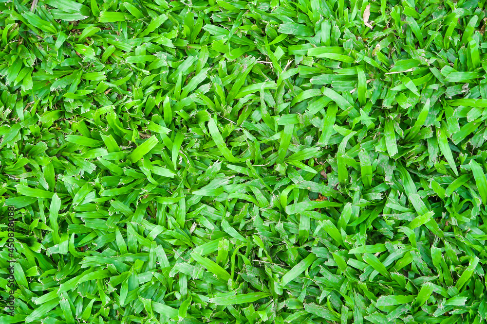 Green grass texture background Green grass texture background