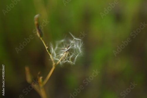 Color closeup of a dandelion with white airy seeds. Delicate green blurred background.