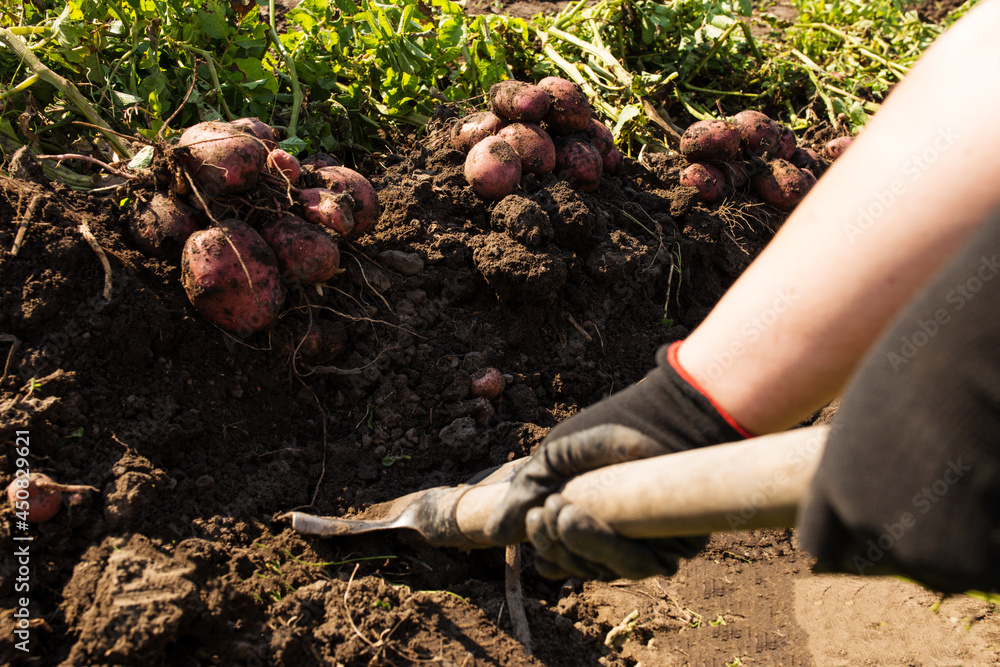 Harvesting good yield on home garden. Digging up potato with spade. Harvesting good yield on home garden. Digging up potato with spade.