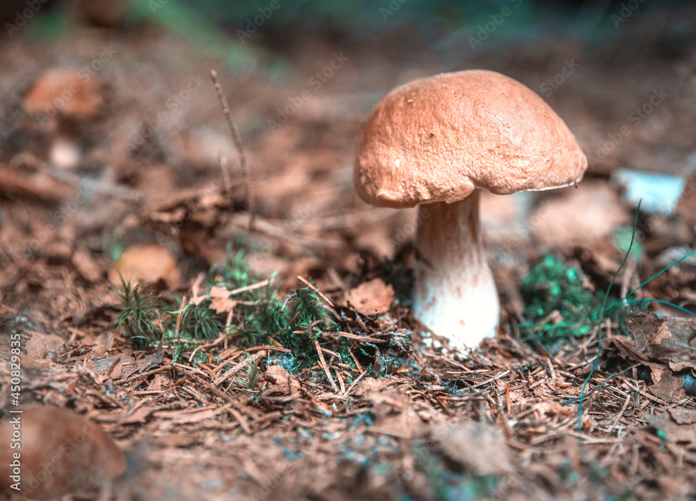 mushroom sep in the forest grass as a symbol of the coming autumn mushroom sep in the forest grass as a symbol of the coming autumn