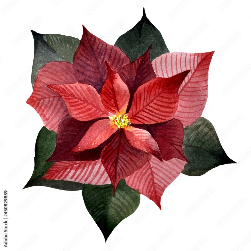 Poinsettia isolated. Botanical illustration with christmas flower,Christmas flower punch. new Year. ornament, accessory, red, realistic isolated symbol of a happy family holiday. 
