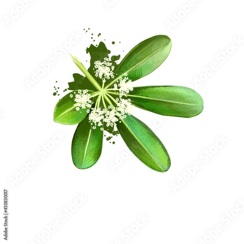 Chitvan - Alstonia scholaris ayurvedic herb, flower. digital art illustration with text isolated on white. Healthy organic spa plant widely used in treatment, preparation medicines for natural use photo