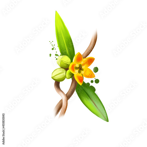 Anantamul - Hemidesmus indicus ayurvedic herb, flower. digital art illustration with text isolated on white. Healthy organic spa plant used in treatment, for preparation medicines for natural usages photo