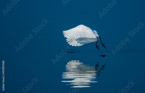 white egret flying above the water