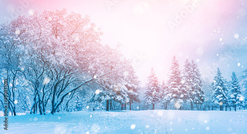 Beautiful morning winter landscape with snow-covered park, snowdrifts, cold pink skies and falling flakes of snow.