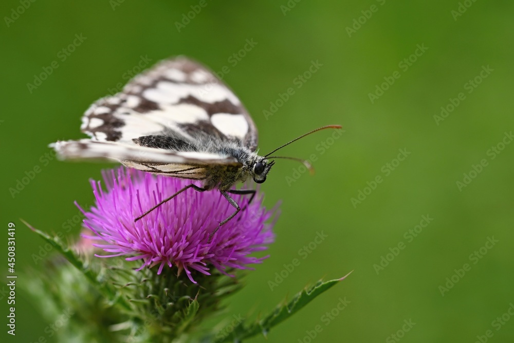 Fototapeta premium A butterfly on a thistle. Beautiful natural colour background.