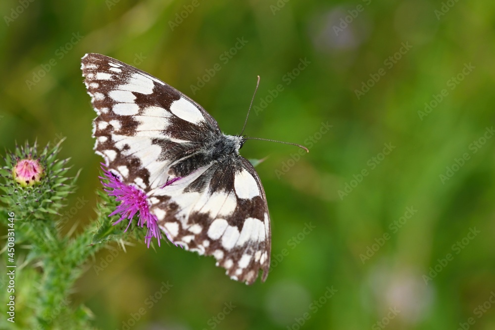 A butterfly on a thistle. Beautiful natural colour background. A butterfly on a thistle. Beautiful natural colour background.