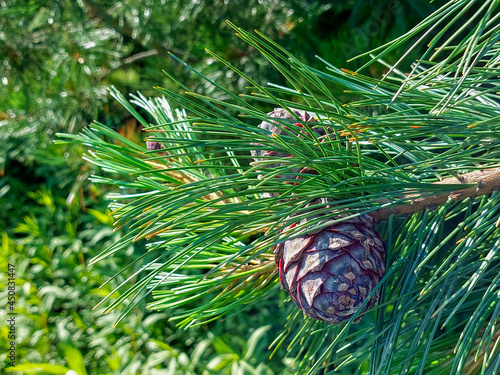 Cedar cone on a fluffy coniferous branch
