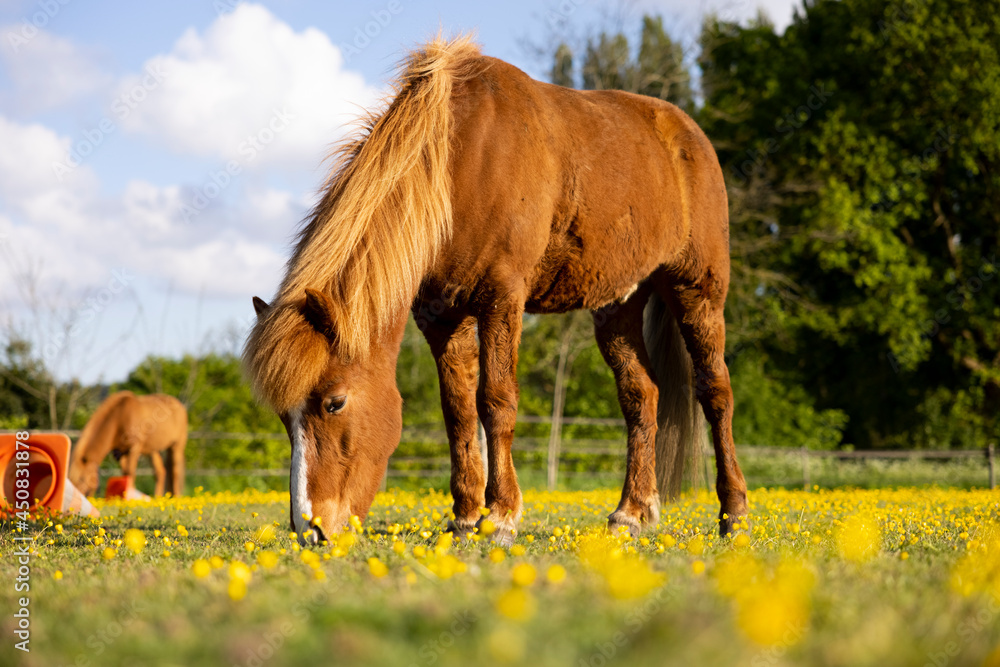 Icelandic Horse grazing grass green yellow flower Icelandic Horse grazing grass green yellow flower