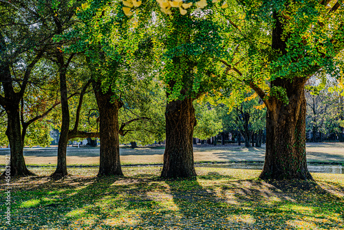 秋の銀杏の巨木のある公園