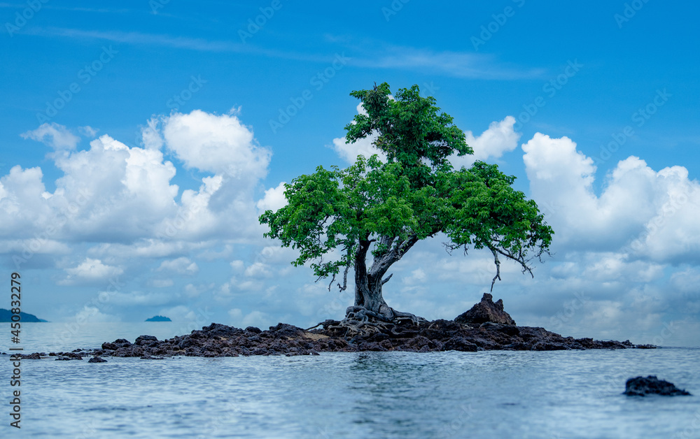 Lone tree on a small deserted rocky island in the middle of the ocean Lone tree on a small deserted rocky island in the middle of the ocean
