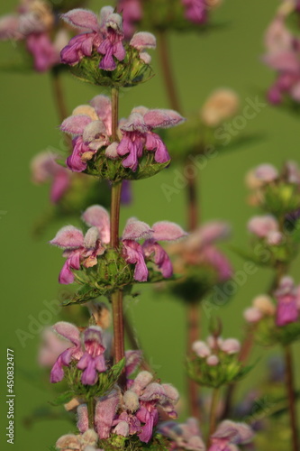 Phlomoides tuberosa, Tuberous Jerusalem sage. Pink purple flowers close-up in sunlight against the backdrop of a green meadow. Pink natural background. Vertical.