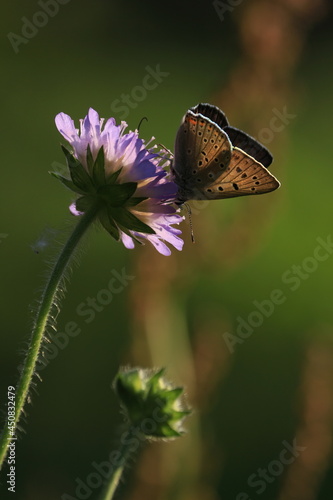 Butterfly flower. Lycaena alciphron, Purple-shot Copper. 
A copper-brown butterfly with spread wings sits on a purple flower. Space for text. Shiny butterfly close-up outdoors.