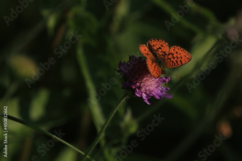 Brenthis ino, Lesser Marbled Fritillary. Knautia arvensis, Field Scabious. Orange butterfly is sitting on purple flower in sunlight. Orange and black butterfly with spread wings. Copy space.