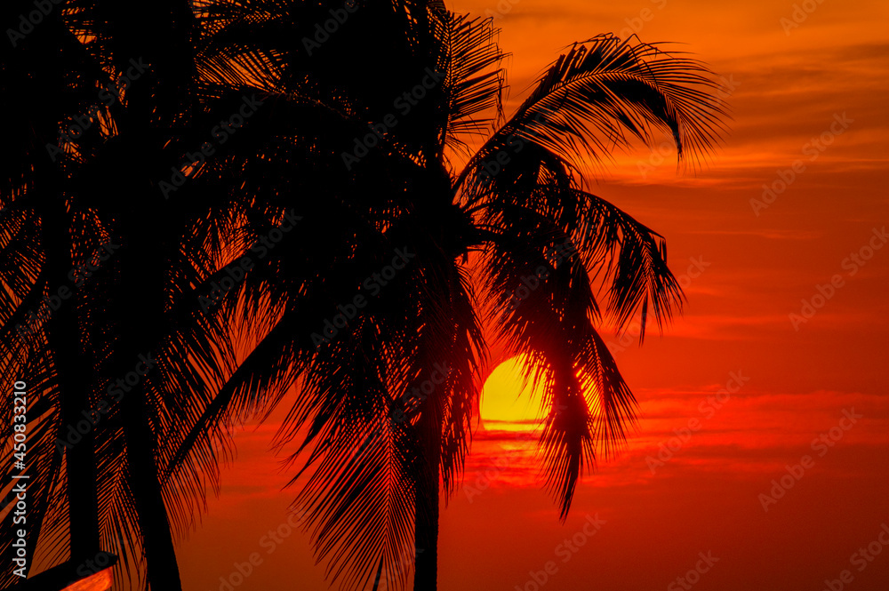 Obraz premium Tropical Palm Trees Silhouette Sunset or Sunrise