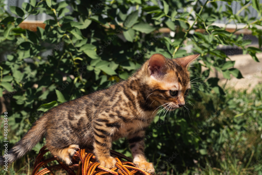 Bengal kittens of a special breed with green eyes, in a basket on the green grass on a sunny day. Bengal kittens of a special breed with green eyes, in a basket on the green grass on a sunny day.