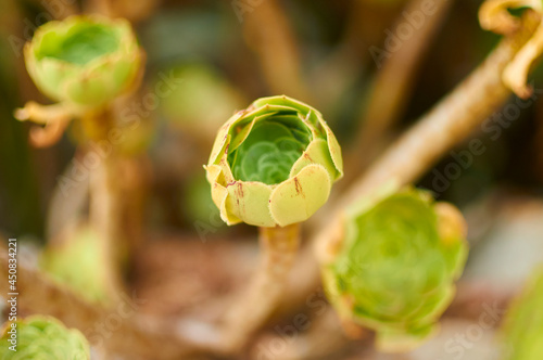 Closeup detail of a young closed rosette of tree houseleek (Aeonium arboreum, Crassulaceae). Irish rose. succulent plant. subtropical subshrub.