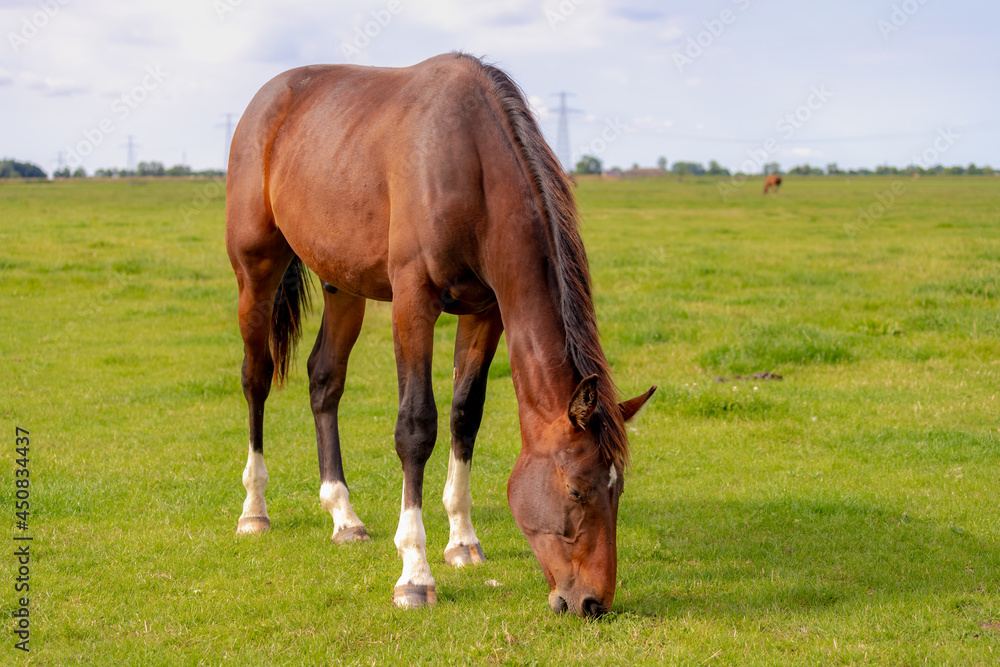 Obraz premium Selective focus of orange brown horse on the field in sunny day, A horse standing and eating fresh grass in open farm in summer, Countryside of Netherlands.