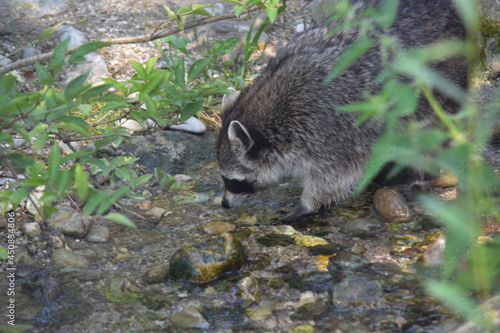 Kleiner Waschbär an einem Wasserlauf Kleiner Waschbär an einem Wasserlauf