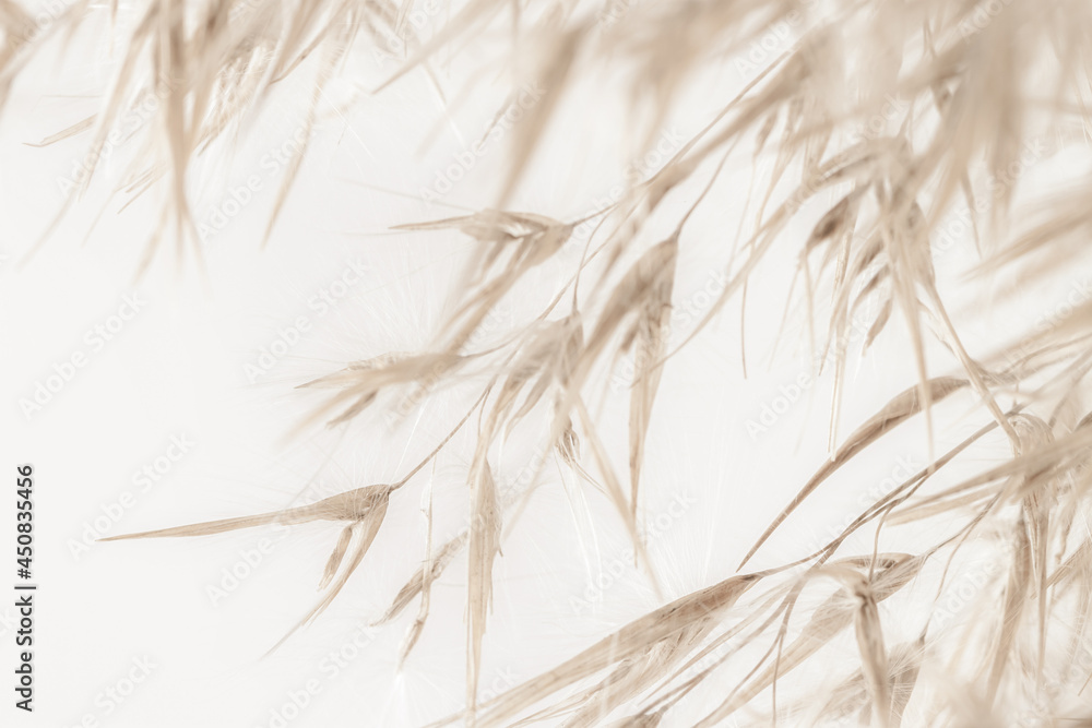 Dry romantic beige fluffy fragile rush reed cane buds with soft mist effect branches on light background - obrazy, fototapety, plakaty 