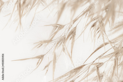 Dry romantic beige fluffy fragile rush reed cane buds with soft mist effect branches on light background