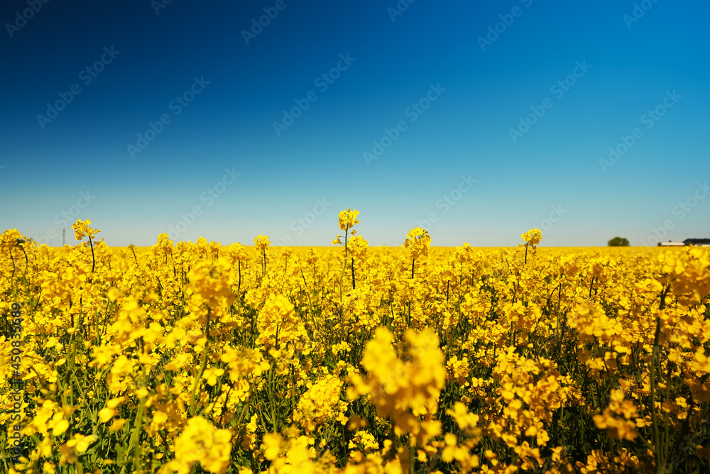 Rapeseed field in the early summer time.