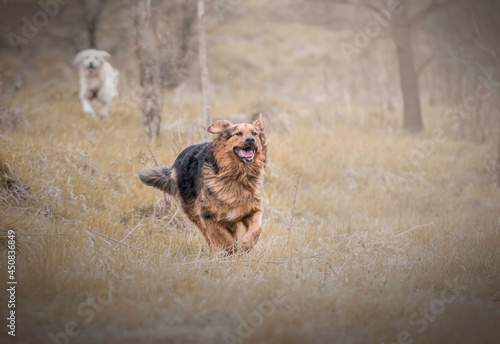 Two running dogs in a park. Mongrel doggy with happy face, black and brown animal. Golden retriever in the distance. Selective fous on the details, blurred background. photo