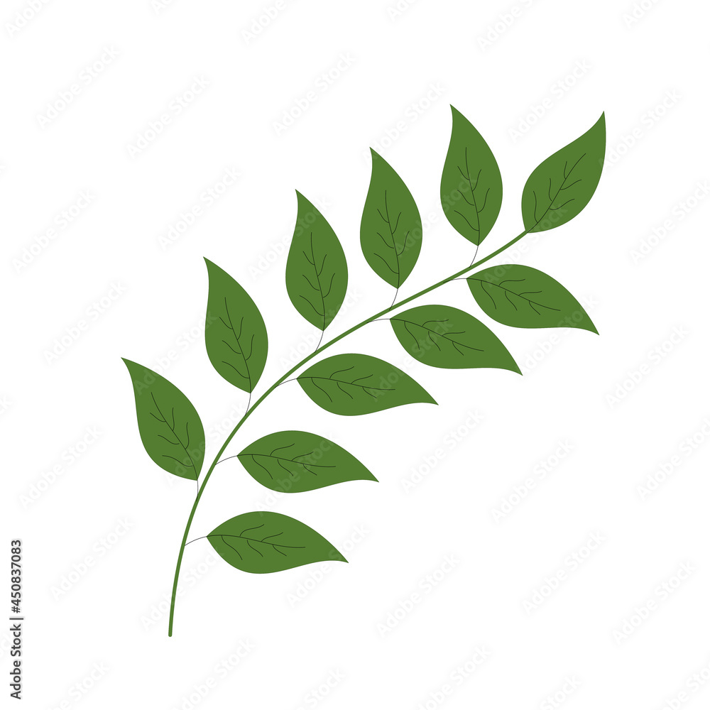 Naklejka premium Vector isolated green branch with simple leaves