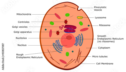 diagram of the animal cell