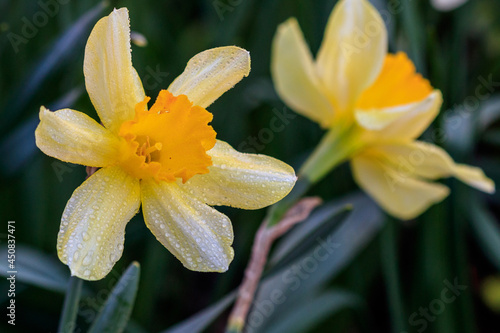 beautiful summer Cyclamineus daffodils photo