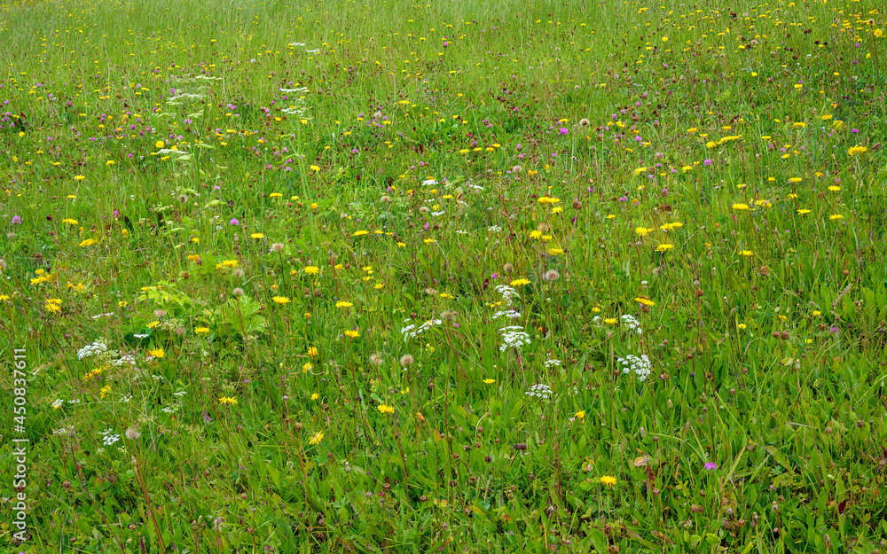 Flourishing meadow on an alp in Austria at summer Flourishing meadow on an alp in Austria at summer