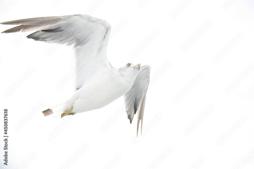 Fototapeta premium seagull in flight