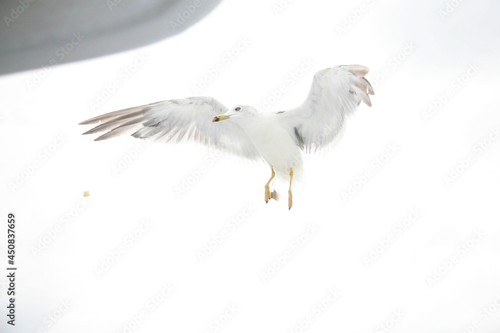 Obraz premium seagull in flight