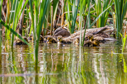 duck with ducklings swimming on the water body