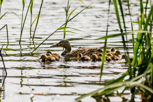 duck with ducklings swimming on the water body