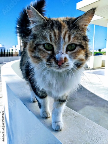 Fototapeta Naklejka Na Ścianę i Meble -  Whitewashed Greek houses with interested cute cat