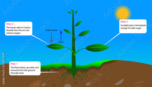 diagram of the process of photosynthesis