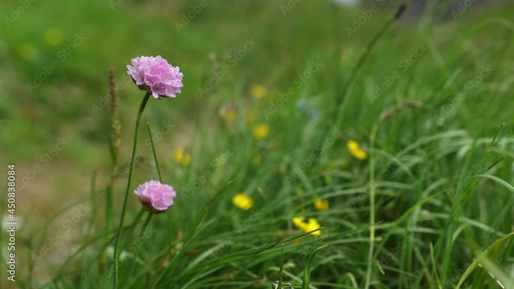 Beautiful wild flowers in natural light in the mountain Beautiful wild flowers in natural light in the mountain